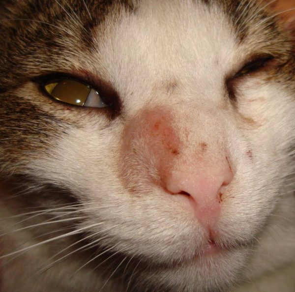 Форвет: лекарство от вашей кошки успешно протестировано на людях