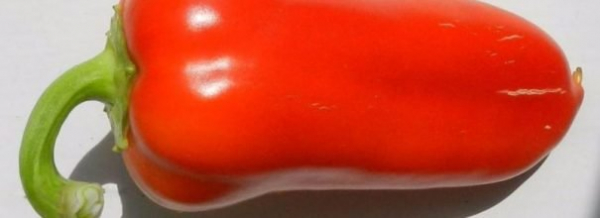 Pepper Swallow: надежный сорт для промышленного использования