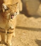Песчаный кот - самый маленький из диких кошек