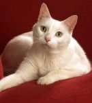 Анатолийский кот: аристократ уличного происхождения