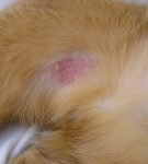Эозинофильные гранулемы кошек: выявление и лечение