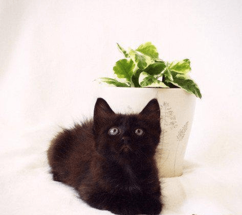 Йоркский шоколадный кот: все оттенки шоколада