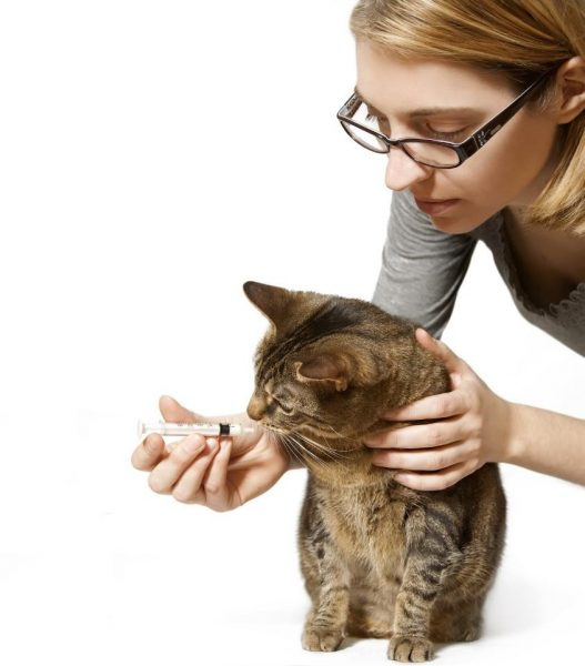 Пероральная суспензия Локсиком для кошек: как и когда использовать