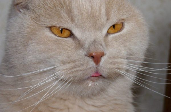 Слюнотечение у кошки: что может вызвать симптом