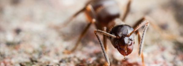 Основные вопросы о королеве муравьев: раскрыть все карты