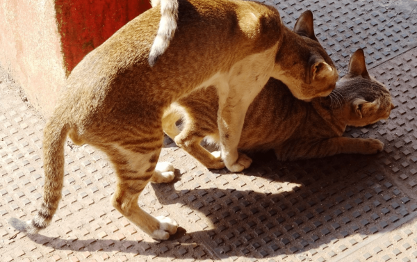 Любовь к кошкам от А до Я: правила вязки питомцев