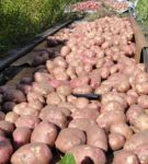 Выращивание картофеля по голландской технологии: максимум результатов при минимальных усилиях