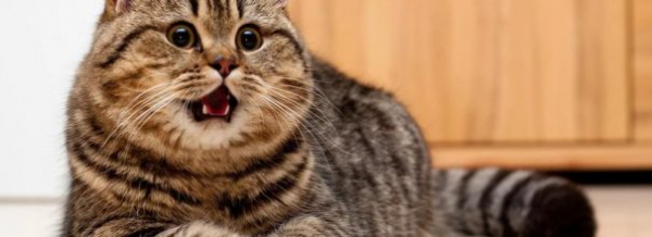 Частое мочеиспускание у кошек: необходимо бить тревогу