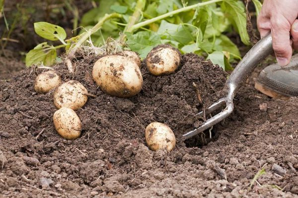 Консервативные и оригинальные способы посадки картофеля