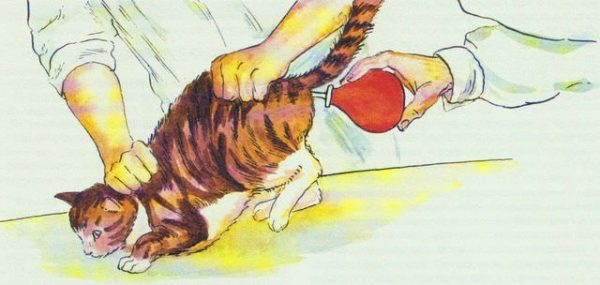 Применение вазелинового масла при запоре у кошек и котят