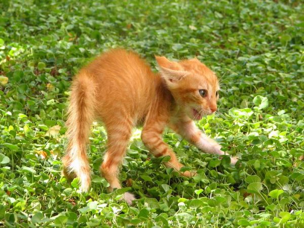 Агрессивная кошка: как отучить питомца от укусов и царапин