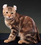 Американский керл: кот с загнутыми ушами