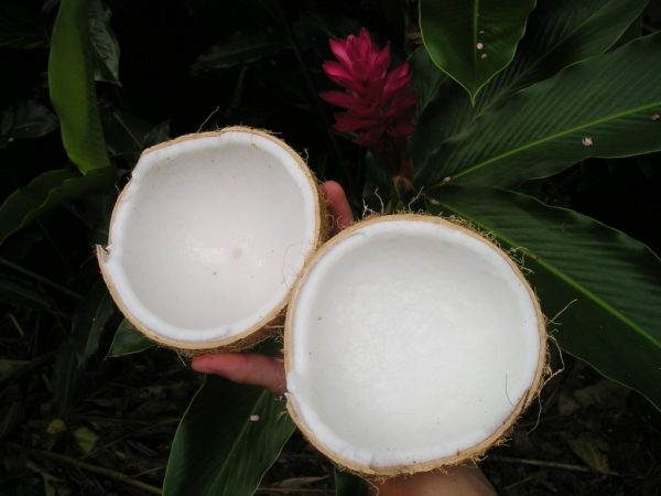 Пищевое кокосовое масло: пойдет ли оно на пользу?