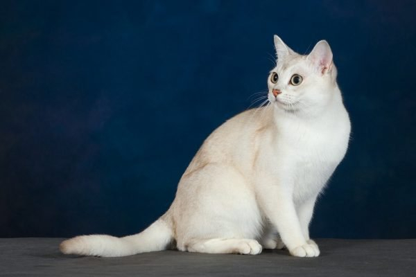 Бурмилла: изысканная женщина в мире кошек