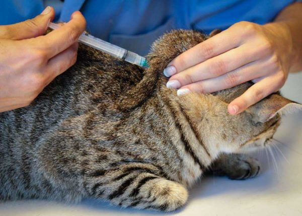 Уколы и капельницы: как правильно проводить лечебные манипуляции кошкам в домашних условиях