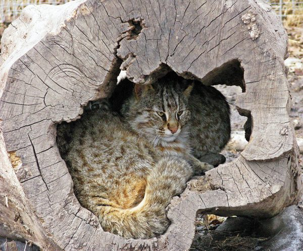 Дальневосточный лесной кот: Тайна Приамурья