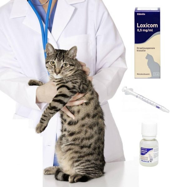 Пероральная суспензия Локсиком для кошек: как и когда использовать