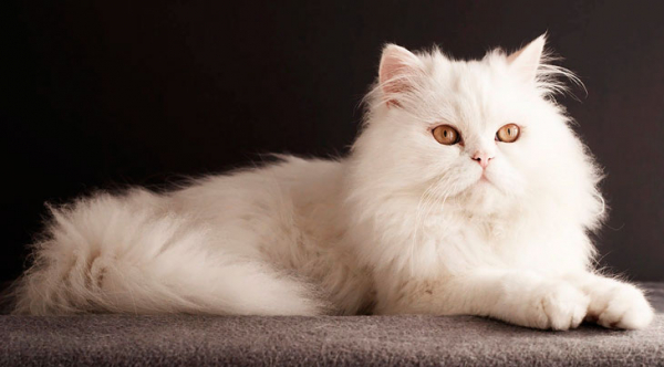 Нежные и добрые друзья: 16 самых любвеобильных пород кошек