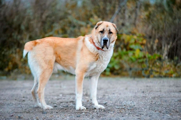 Смелые и надежные: 14 лучших пород собак для охраны частного дома