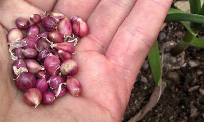 Срок годности семян чеснока: как сохранить, подготовить луковицы к посадке, как сажать зимой, весной и летом?