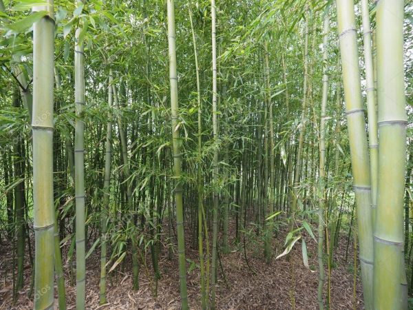 Секреты уникальности бамбуковых подушек