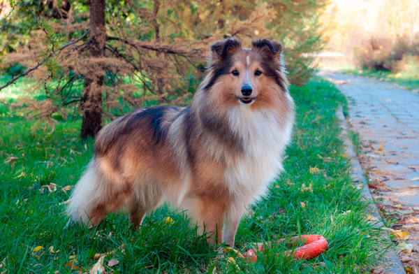 Умные и находчивые: 12 самых умных собак мелких пород