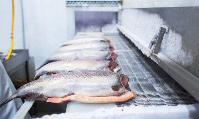 Сколько можно хранить рыбу в морозилке: виды заморозки, сроки хранения в морозилке (свежая, замороженная, красная), сроки хранения в зависимости от сорта