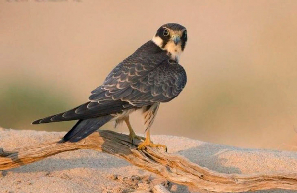 Короли воздуха: 12 самых быстрых птиц в мире