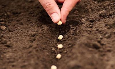 Срок годности семян чеснока: как сохранить, подготовить луковицы к посадке, как сажать зимой, весной и летом?