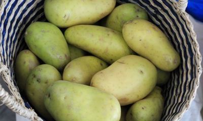 Почему зеленеет картофель при хранении: почему картофель меняет цвет при хранении на балконе или в погребе, можно ли есть корнеплод?