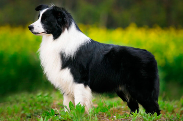 Будет радовать долгие годы: 12 самых долгоживущих пород собак