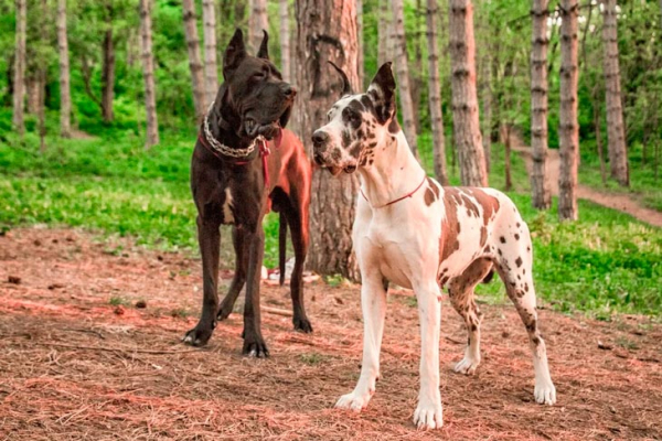 Смелые и надежные: 14 лучших пород собак для охраны частного дома