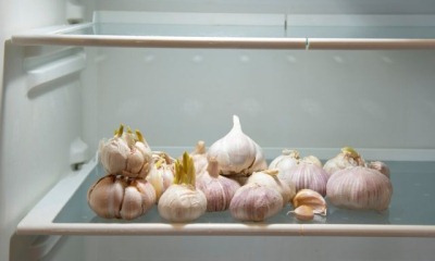 Можно ли хранить чеснок в холодильнике на зиму и как правильно, как долго, почему нельзя нарушать условия хранения овоща?