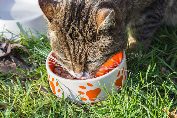 Ешьте с удовольствием: 16 лучших сухих кормов для кошек