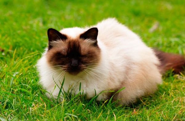 Нежные и добрые друзья: 16 самых любвеобильных пород кошек