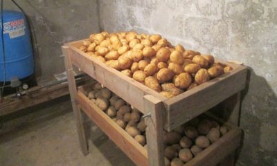 Температура хранения картофеля в погребе: правила и оптимальные условия (при какой влажности, освещенности), как правильно хранить картофель зимой до весны, в какой таре?