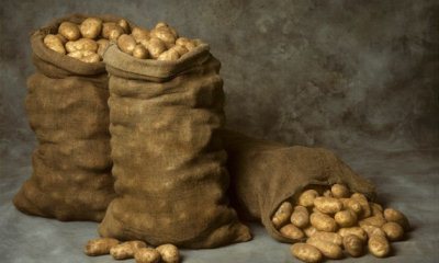 Температура хранения картофеля в погребе: правила и оптимальные условия (при какой влажности, освещенности), как правильно хранить картофель зимой до весны, в какой таре?