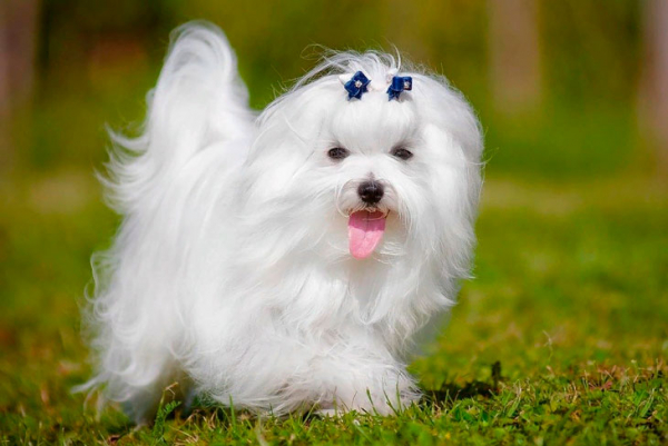 Умные и находчивые: 12 самых умных собак мелких пород
