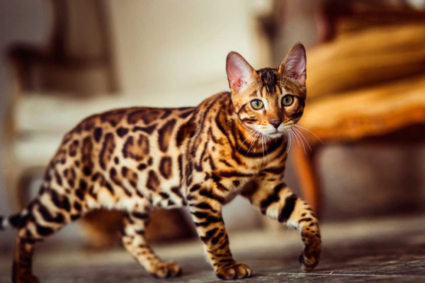 15 самых красивых пород кошек — грациозных и очаровательных созданий