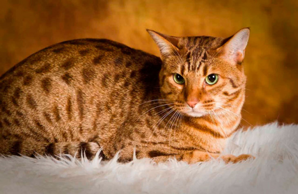 Этих котят нельзя дразнить: 12 самых агрессивных пород кошек