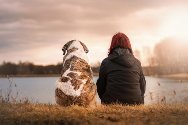 16 самых добрых пород собак — верные друзья человека
