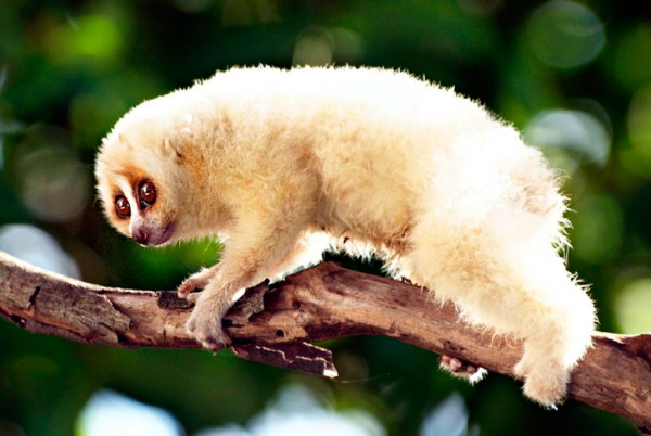Невероятно милые существа: 15 самых милых животных в мире