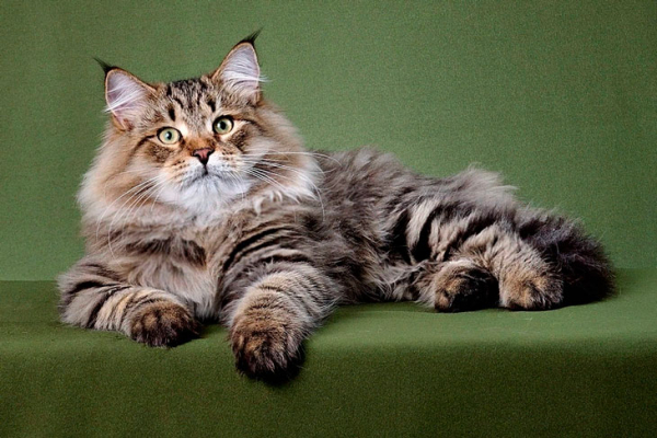 Окутанные легендами и тайнами: 10 древнейших пород кошек