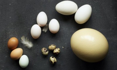 Сколько хранятся яйца в холодильнике: какой срок хранения куриных яиц, при какой температуре, сколько хранятся другие виды, как их правильно хранить?