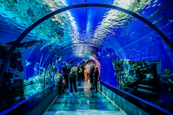 10 самых больших аквариумов мира — рейтинг 2021 года