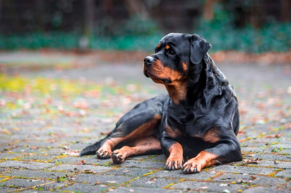 Их лучше не дразнить: 11 самых опасных пород собак