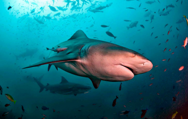 Зубастые монстры: 10 самых опасных акул в мире