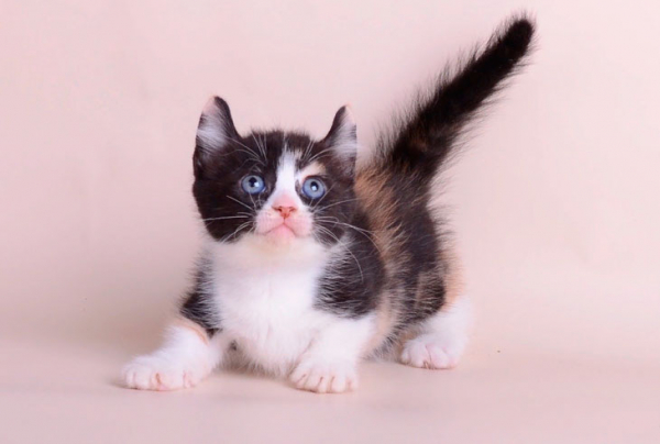 10 самых маленьких пород кошек — милых и неотразимых