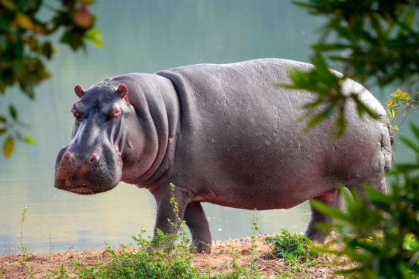 Размеры впечатляют: 14 самых больших животных в мире