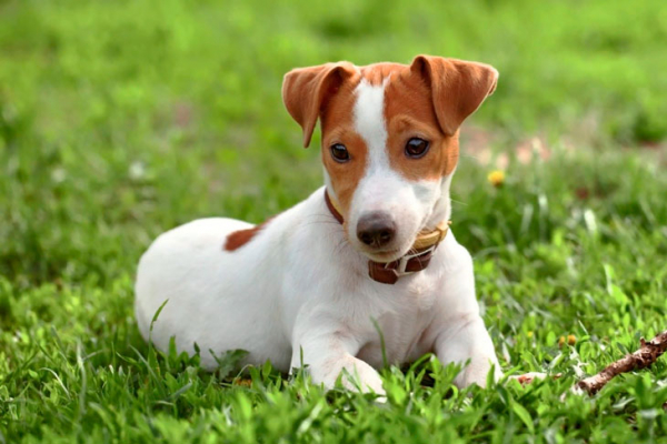 Уравновешенные и дружелюбные: 10 самых спокойных пород собак